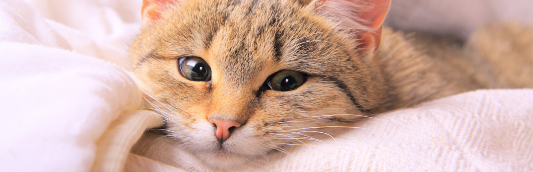 how-to-clean-your-cat’s-eyes