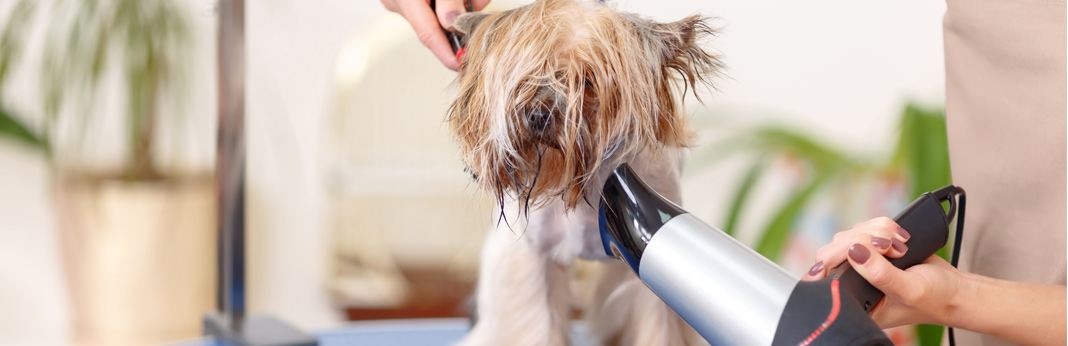 how-to-correctly-blow-dry-your-dog’s-hair