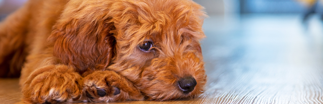 how-to-cure-dogs-upset-stomach