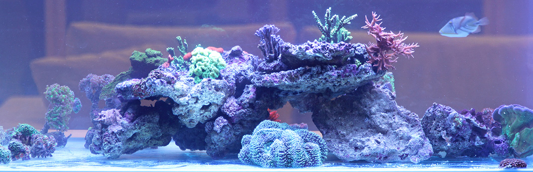 How-to-Fix-Cloudy-Water-in-a-New-Fish-Tank