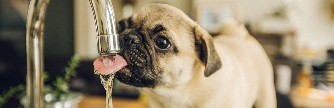 How-to-Get-a-Dog-to-Drink-Water