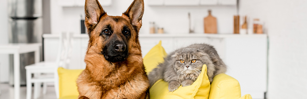 how-to-introduce-dogs-to-cats