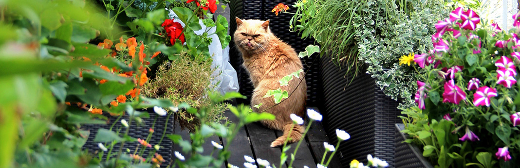 How-to-Keep-Cats-Away-from-Plants