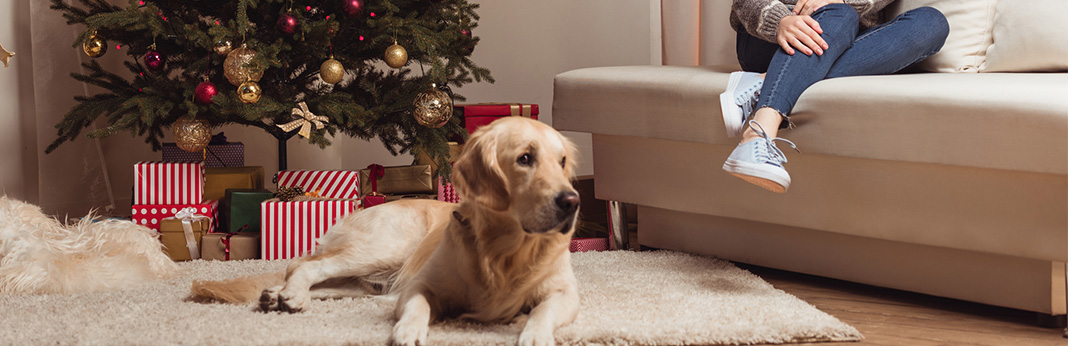 How-to-Keep-Dog-Away-from-Christmas-Tree