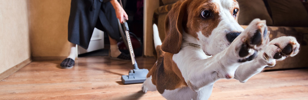 How-to-Protect-Wood-Floors-From-Dog-Urine