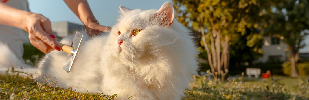 How to Reduce Cat Shedding In 5 Simple Ways