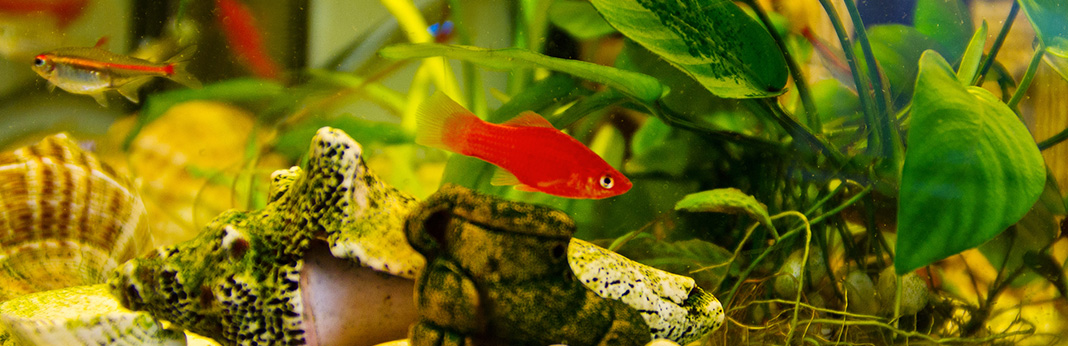How-to-Safely-Acclimate-New-Fish-to-Your-Aquarium