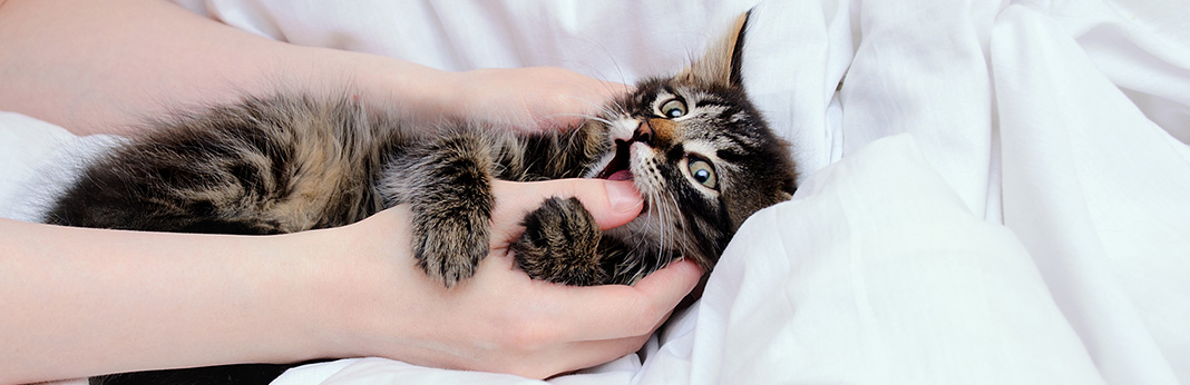 How-to-Stop-a-Kitten-From-Biting