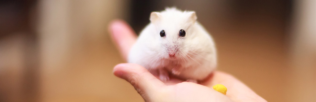 how-to-tame-a-hamster
