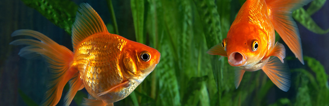 How-to-Tell-If-a-Goldfish-Is-Pregnant