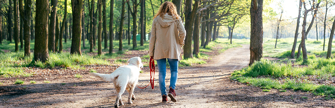 How to Train Your Dog to Walk Off-Leash