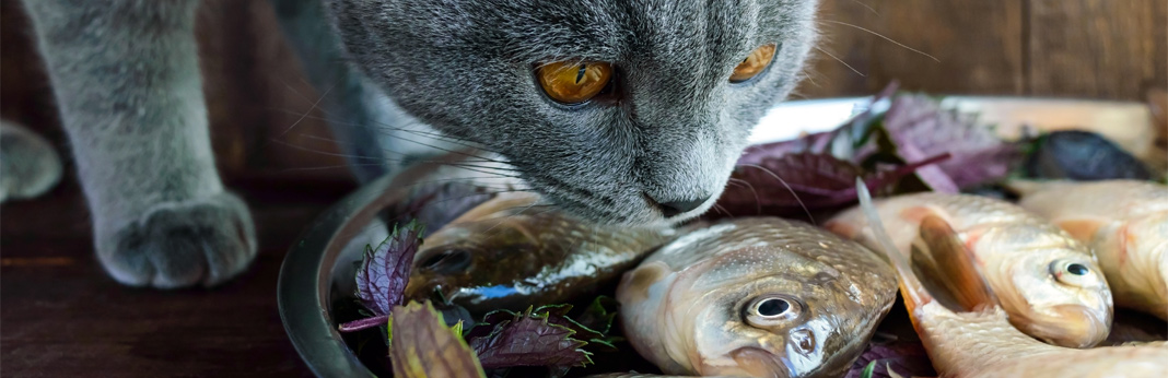 human-foods-cats-can-eat