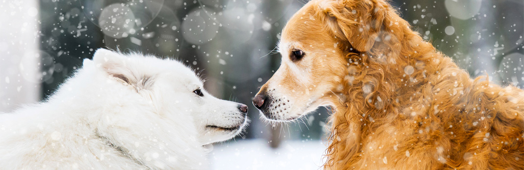 husky-golden-retriever-mix—breed-facts-&-temperament