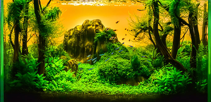 Image of landscape nature style aquarium tank