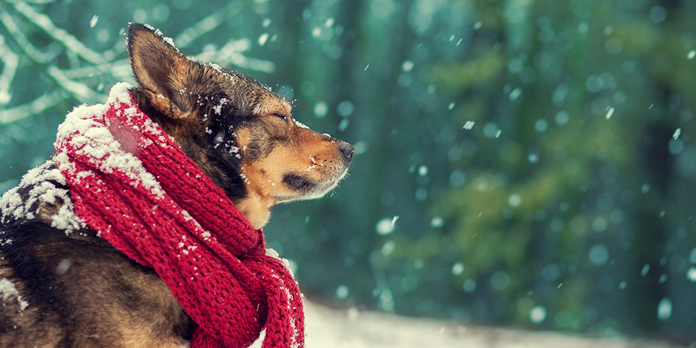 Keeping-pets-safe-in-poor-weather-make-sure-that-you-include-your-pets-in-your-preparations-for-bad-weather