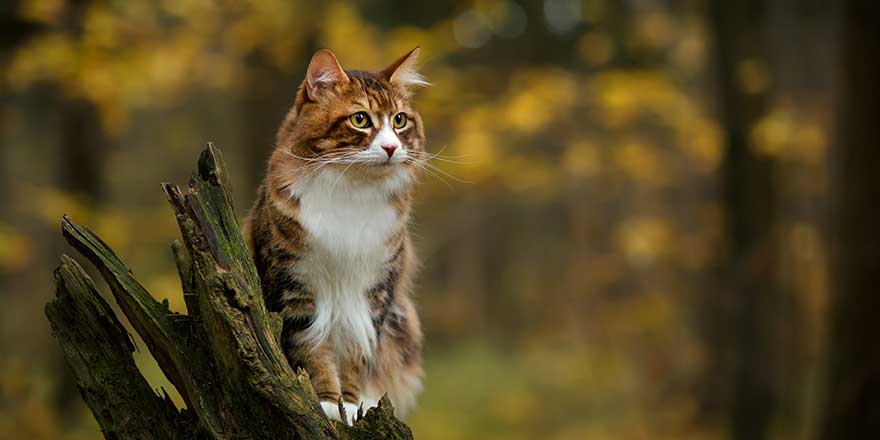 kuril bobtail russian cat walking outdoor in the forest