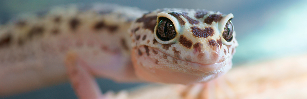 leopard-gecko-complete-care-guide-and-introduction