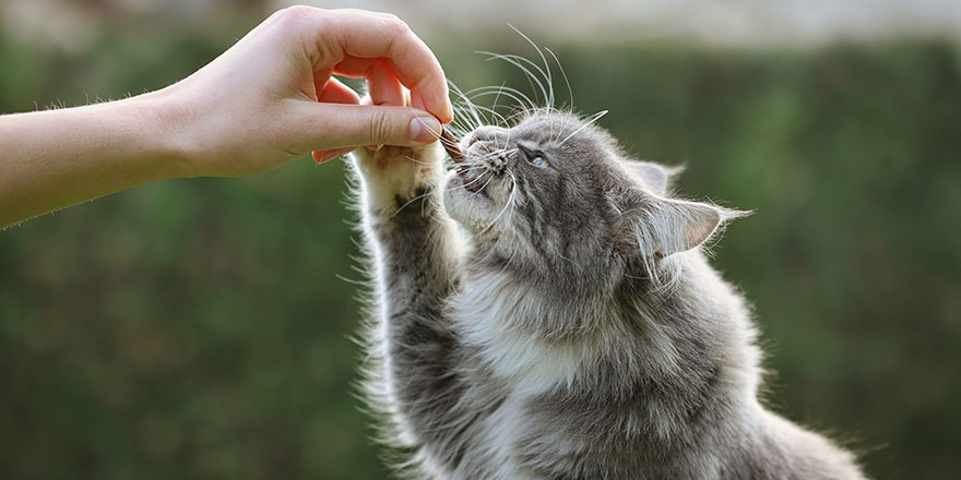 Maine Coon Cat Eats Treat from Human Hand in the Garden