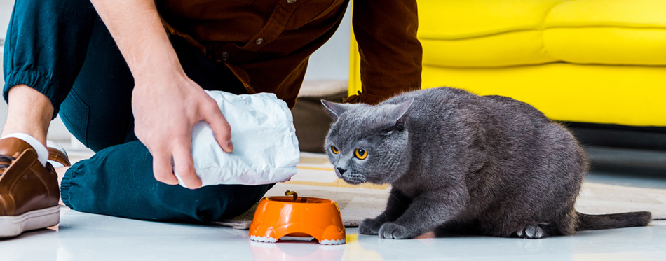 man feeding grey british shorthair cat