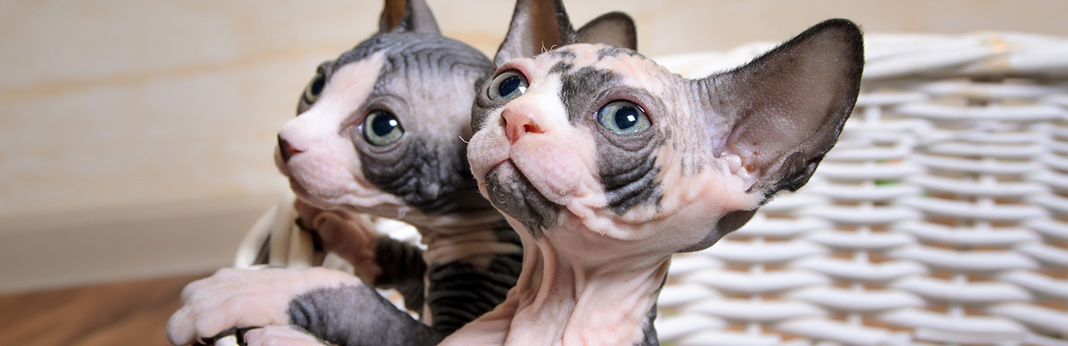 minskin-cat-breed-information,-characteristics-and-facts