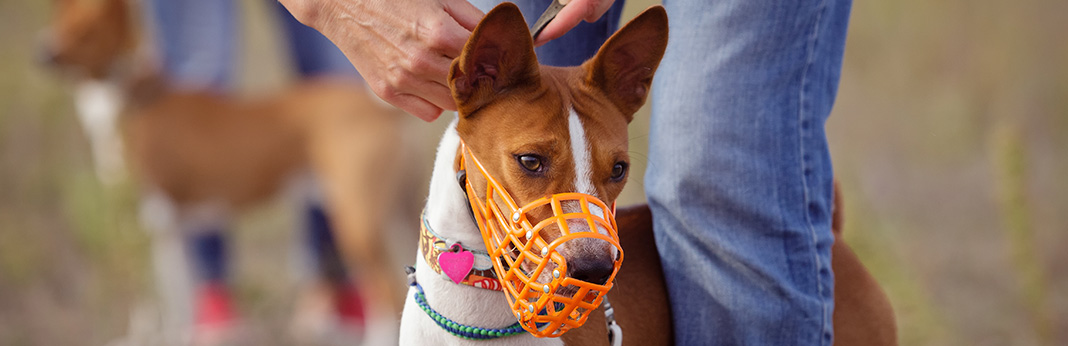 Muzzle Training for Dogs We Answer on How, Why, and When to Use a Muzzle