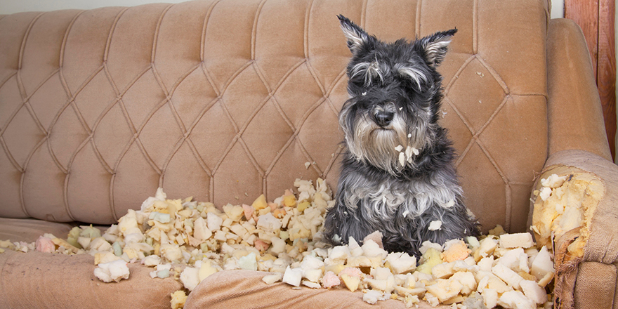 Naughty bad schnauzer puppy dog lies on a couch that she has just destroyed