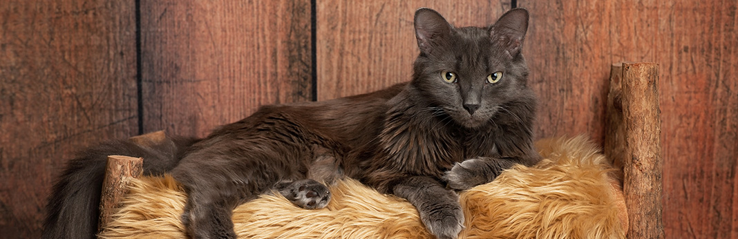 Nebelung Cat Breed Information, Characteristics, and Facts