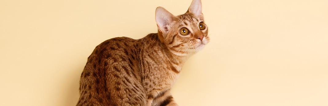 ocicat-cat-breed-information,-characteristics-and-facts