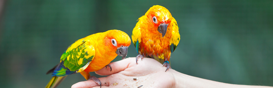Parrots-as-Pets-Things-You-Need-to-Know