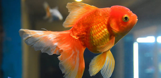 pet gold fish