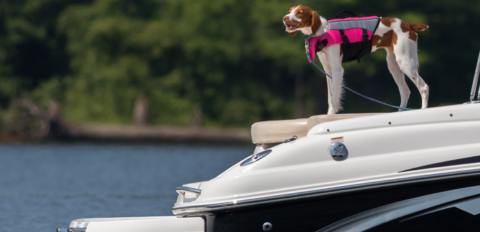 pooch on a boat