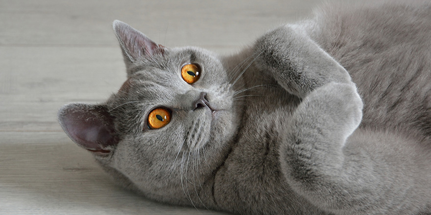 Portrait of a british short-hair cat with expressive orange eyes, that's laying on the floor.