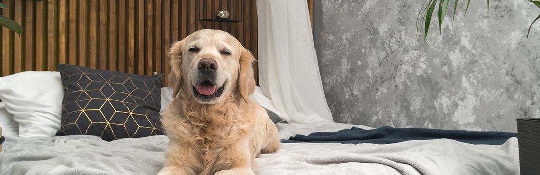 Pros-and-Cons-of-Sharing-a-Bed-with-Your-Dog