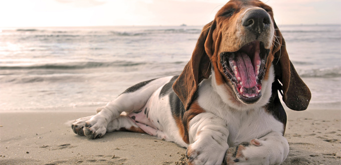 puppy hound's teeth