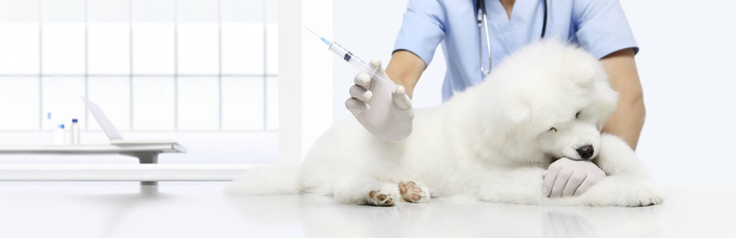 puppy shot schedule - the importance of vaccination