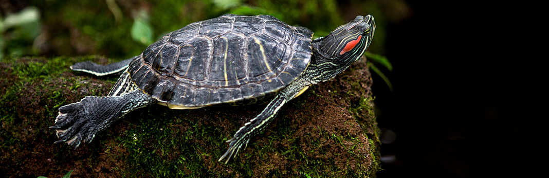 Red-Eared-Slider-Complete-Care-Guide-and-Introduction