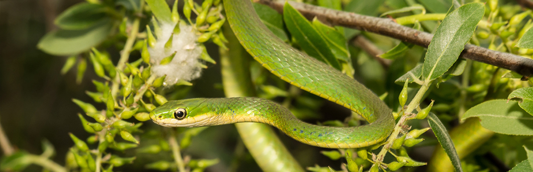 rough-green-snake-complete-care-guide-and-introduction