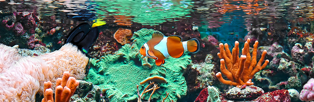 Saltwater Fish: Everything You Need to Know Before Getting One