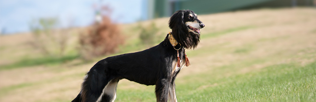 saluki-dog-breed-characteristics,-temperament,-and-care