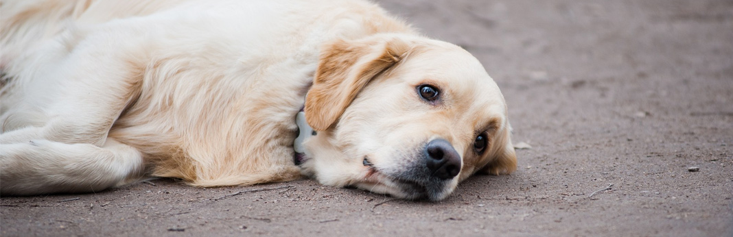 seizures-in-dogs—causes-&-treatments