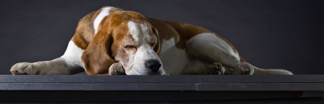 sleep-walking-in-dogs—causes-and-symptoms