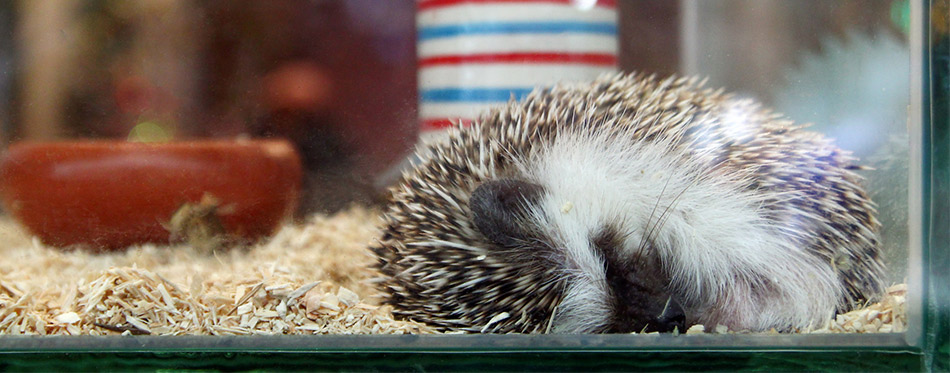 Small hedgehog is sleeping in a glass terrarium