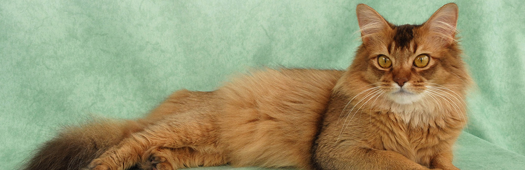Somali Cat: Breed Information, Characteristics, and Facts