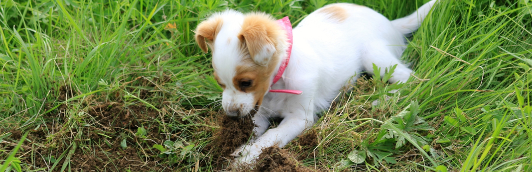 stop-dog-from-digging
