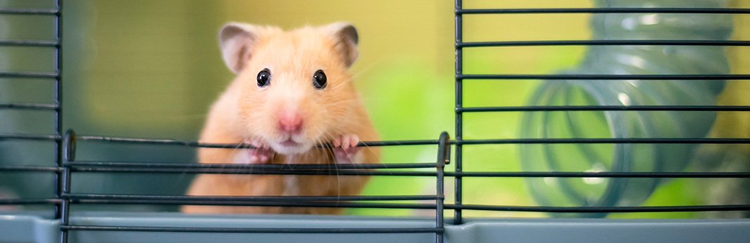 Syrian-Hamster—the-Ideal-Pet
