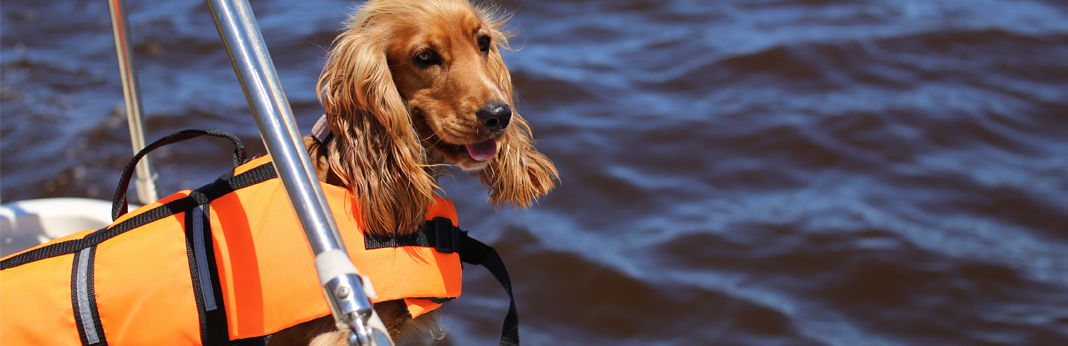 taking-dog-on-a-boat