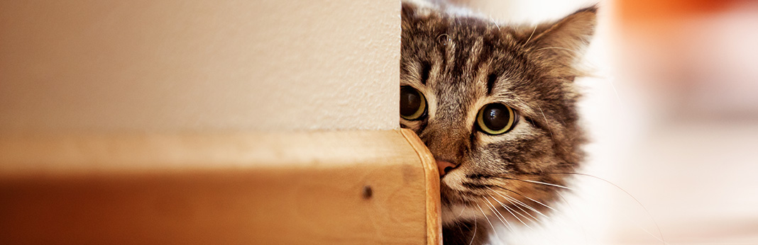 The-Curious-Case-of-Cat’s-Character—Why-Are-Cats-So-Curious