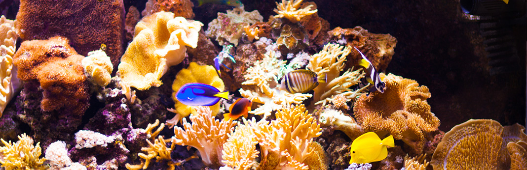 the-ultimate-guide-to-aquarium-live-and-dry-rock
