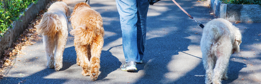 things-you-should-know-before-hiring-a-dog-walker