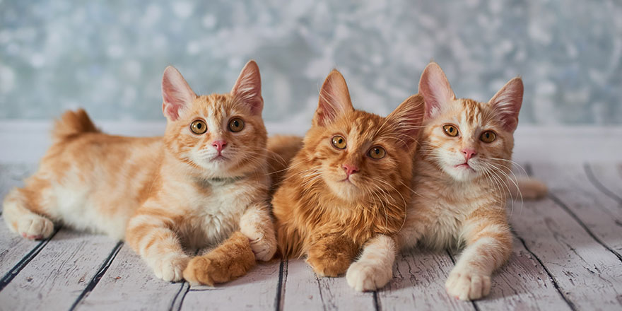 Three ginger american bobtail kittens on a wooden floor